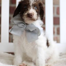 Labradoodle Puppies from Mountain Range Doodles