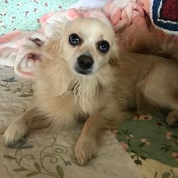 Ollie - Chihuahua