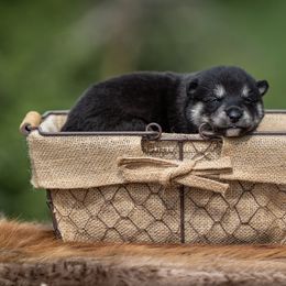 Pomsky Puppies from Pioneer Peak Pomskies