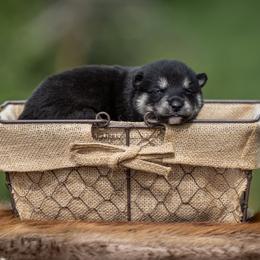 Pomsky Puppies from Pioneer Peak Pomskies