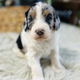 Presley - Merle female Bernedoodle puppy in Natural Bridge, Virginia from Rockbridge Puppies