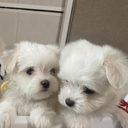 Maltese Puppies from B&O Maltese