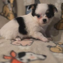 Rudy - Black and white male Chihuahua puppy in Plainfield, Indiana from Abby's Pampered Pooches