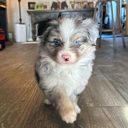 Brûlée - Merle male Pomsky puppy in Sturgis, Kentucky from Furever Pomskies