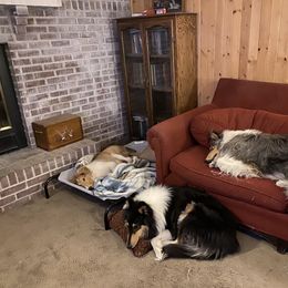 Collie Puppies from Heritage Salt Lake Kennels