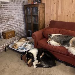 Collie Puppies from Heritage Salt Lake Kennels