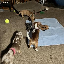 Dachshund Puppies from The Weenie Herd Mom