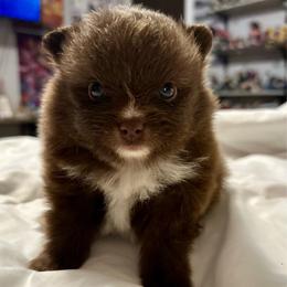 Dash - Chocolate male Pomeranian puppy in Springfield, Missouri from Hope Mountain Pomeranians