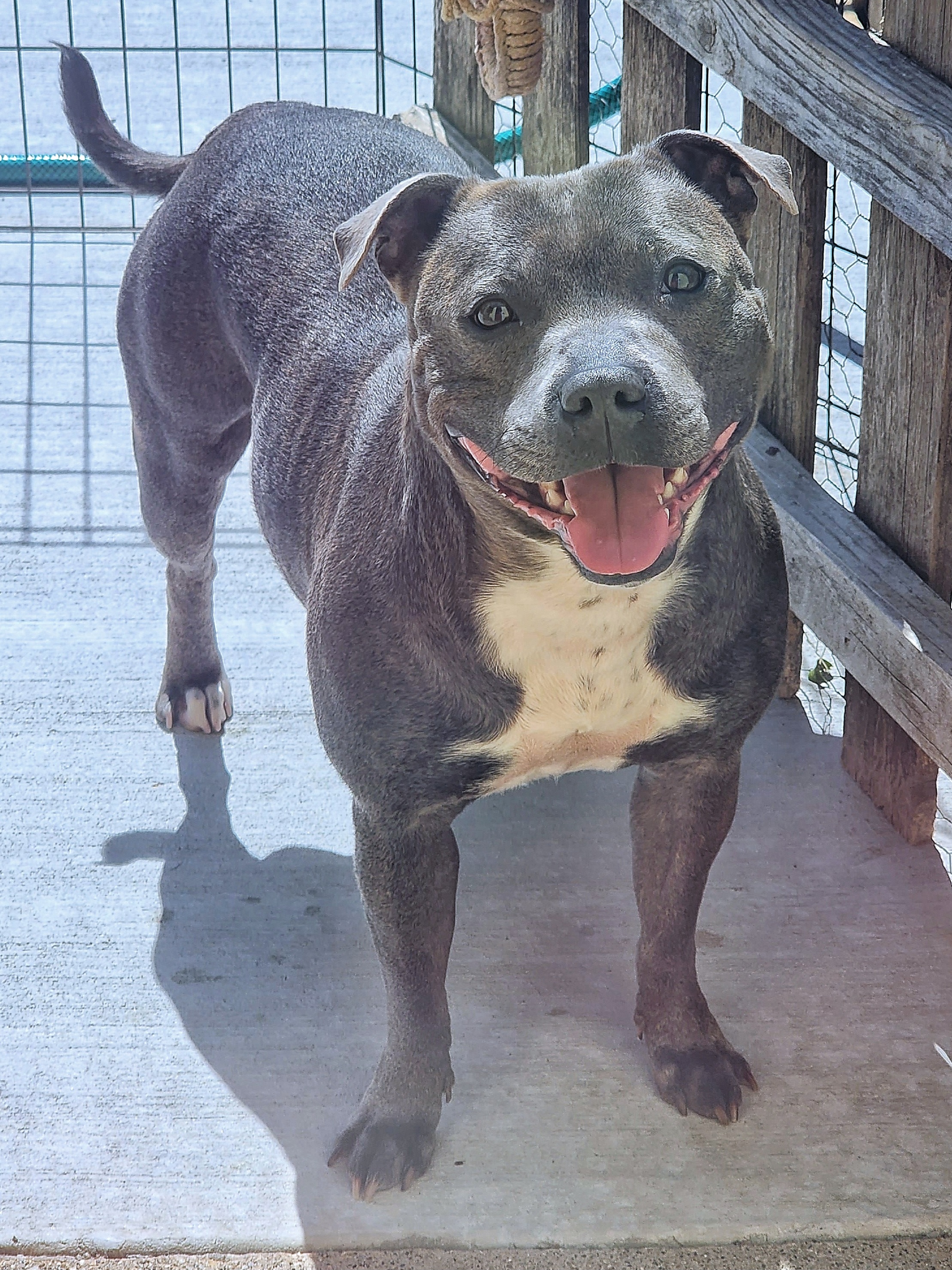 Xenon - Staffordshire Bull Terrier