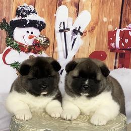 Akita puppies from Day Dream Akita & Shiba Inu