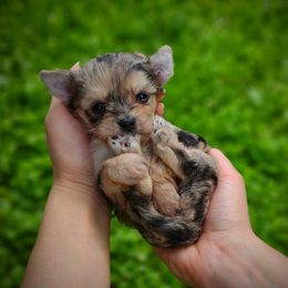 Companion Cross, Havanese, Mal-Shi, Maltese, Maltipoo, Morkie, and Shih Tzu Puppies from Seeking Shalom Acres Maltese, Maltipoos & Havamalts