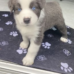 Australian Shepherd Puppies from Lil' Blue Blessings