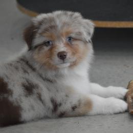 Helm - Red merle male Australian Shepherd puppy in Jameson, Missouri from Sky Creek