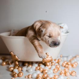 Golden Retriever Puppies from UnrivaledGoldens