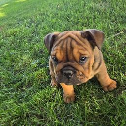 Bulldog puppies from Grace's Bulldogs