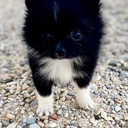 Waffle - Black parti female Pomeranian puppy in Mississippi from Chainbreakerkennels