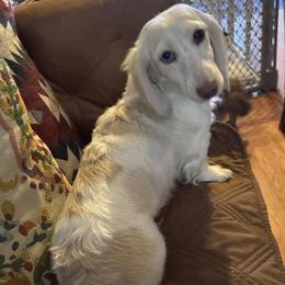 Pen - Dachshund