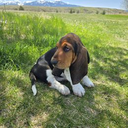 Basset Hound Puppies from Montana Bassets