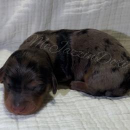 Black n Tan dapple girl - Dapple female Dachshund puppy in Chehalis, Washington from McJazzin Doxies