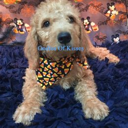 Assorted Doodle Crosses Puppies from Oodles of Kisses' Great DaNoodles