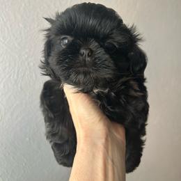Boy 1 - Black male Shih Tzu puppy in Dallas, Texas from Almost Heaven Shih Tzu