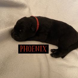 German Shepherd Puppies from High Voltage GSD