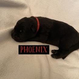German Shepherd Puppies from High Voltage GSD