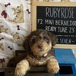 Ruby Rose - Phantom Bernedoodle puppy in Paw Paw, Michigan from Ockerdoodle Puppies