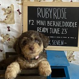 Ruby Rose - Phantom Bernedoodle puppy in Paw Paw, Michigan from Ockerdoodle Puppies