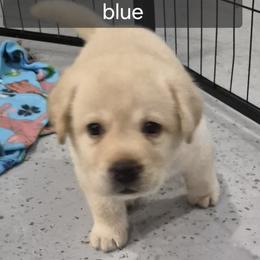 Bryce Royal Blue collar - Yellow male Labrador Retriever puppy in Greenwich, Ohio from Pure Gem Kennel