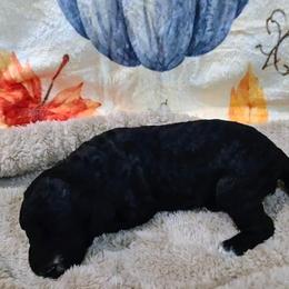 Ember - Black female Sheepadoodle puppy in Austin, Texas from Darling Doodles