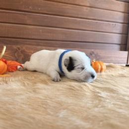 Boy 3 - male Australian Cattle Dog puppy in Nevada, Missouri from Back Road Dog Company, LLC