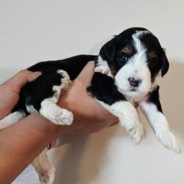 Candy - Tri-color female Bernedoodle puppy in Decatur, Georgia from So Adoodable