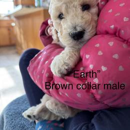 Earth - Cream male Poodle puppy in St. Johnsbury, Vermont from Poodles of the Northern Woods