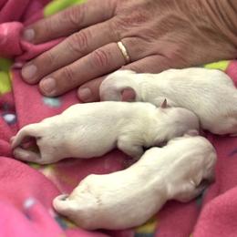 Girl 2 - female Maltese puppy in Charleston, West Virginia from Mountain State Puppies