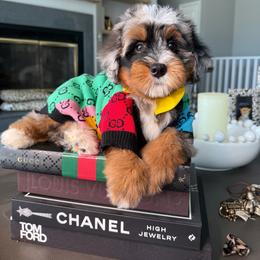 Black - Merle male Bernedoodle puppy in Curtice, Ohio from The Pink Doghouse