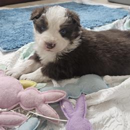 Red-Tri Boy 2 - Red tri-color male Australian Shepherd puppy in Wauneta, Nebraska from 4H Aussies