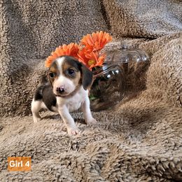 Girl 4 - Black tan and white female Beagle puppy in Laton, California from McMillan Family Kennels