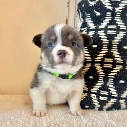 Sparky - Blue male Pembroke Welsh Corgi puppy in Norman, Oklahoma from Charm Farm Corgis