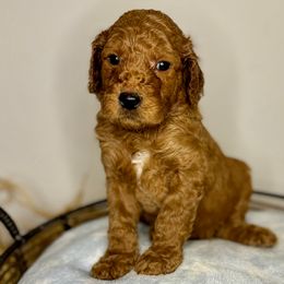 Cottontail - Red  Goldendoodle puppy in Houston, Texas from Golden Life Doodles