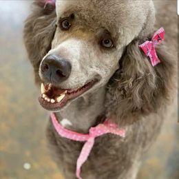 Poodles from Garlu Poodles