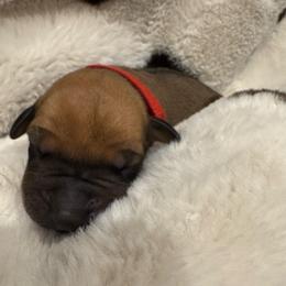 Red - Rd whtn blk nose male Rhodesian Ridgeback puppy in Cuyahoga Falls, Ohio from Fisher’s Rhodesian Ridgebacks