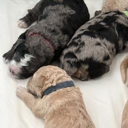 Bernedoodle, Bernese Mountain Dog, Cavalier King Charles Spaniel, Cavapoo, and Poodle Puppies from Ellas.Pups (Bernedoodles & Cavapoos)