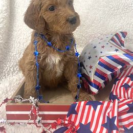 Goldendoodle Puppies from Vallevistadoodles