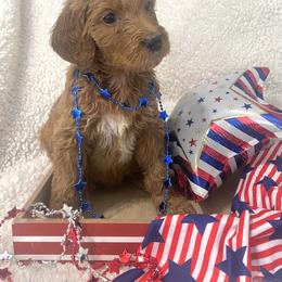 Goldendoodle Puppies from Vallevistadoodles