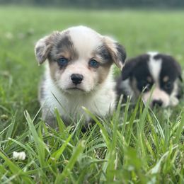 Sammy - Blue merle and white male American Corgi puppy in Payson, Illinois from Creek Farm Corgis