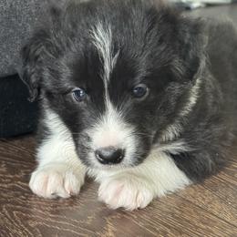 Belgian Malinois, Border Collie, and German Shepherd Puppies from Fairlane Kennels