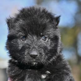 Jenna - Black female German Shepherd puppy in Nacogdoches, Texas from Vom Hausgladfel