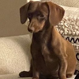 Dachshunds from Nana’s Pups Miniature Dachshunds