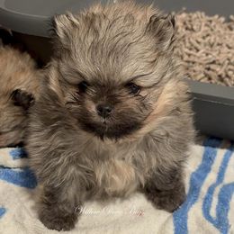 Little Davie - Orange sable male Pomeranian puppy in Coram, New York from Willow Dove Pugs